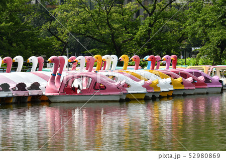 不忍池の白鳥 52980869