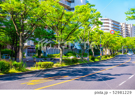 ケヤキの街路樹 52981229