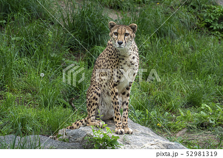 Cheetah leopard portrait 52981319