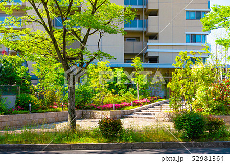 新緑の街路樹とマンションアプローチ 52981364