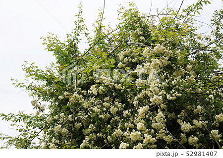 モッコウバラ(木香薔薇) Banksia rose モッコウバラ(木香薔薇) Banksia rose 52981407