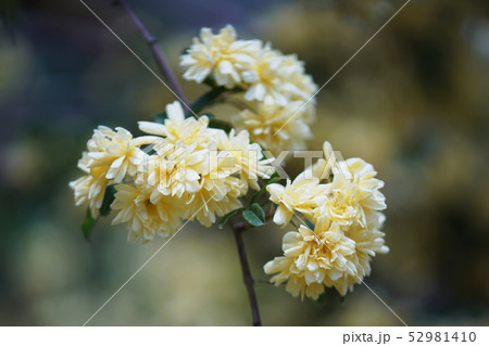 モッコウバラ(木香薔薇) Banksia rose モッコウバラ(木香薔薇) Banksia rose 52981410