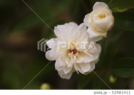モッコウバラ(木香薔薇)   Banksia rose モッコウバラ(木香薔薇)   Banksia rose 52981411