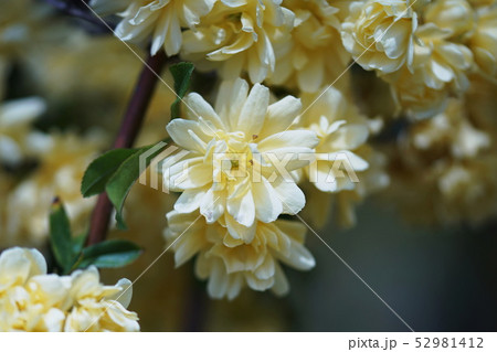 モッコウバラ(木香薔薇)   Banksia rose モッコウバラ(木香薔薇)   Banksia rose 52981412