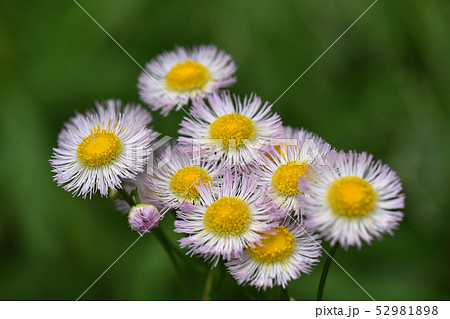 ハルジオン(春紫苑) ハルジオン(春紫苑) 52981898