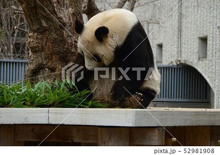 パンダ 52981908