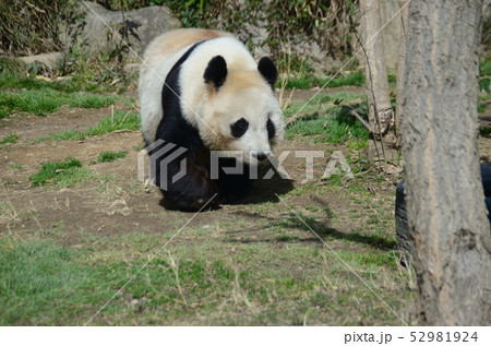 パンダ 52981924