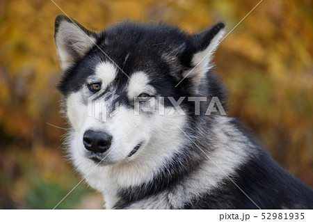 Cute siberian husky on autumn foliage background. 52981935