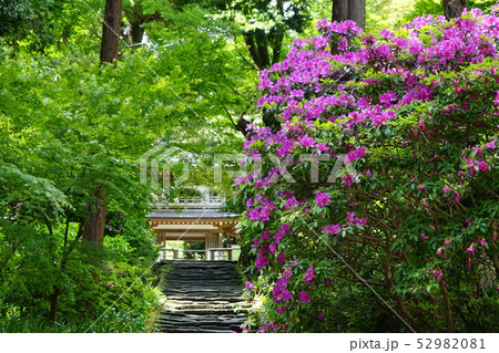 5月 鎌倉726浄智寺総門のツツジ 5月 鎌倉726浄智寺総門のツツジ 52982081