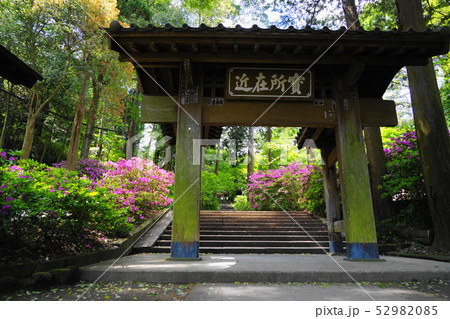 5月 鎌倉722浄智寺総門のツツジ 5月 鎌倉722浄智寺総門のツツジ 52982085