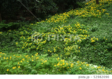 4月 板橋44ヤマブキソウ自生地・群生地・赤塚公園 4月 板橋44ヤマブキソウ自生地・群生地・赤塚公園 52982090