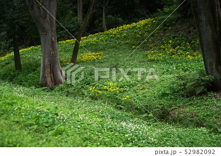 4月 板橋42ニリンソウとヤマブキソウ自生地・群生地・赤塚公園 4月 板橋42ニリンソウとヤマブキソウ自生地・群生地・赤塚公園 52982092