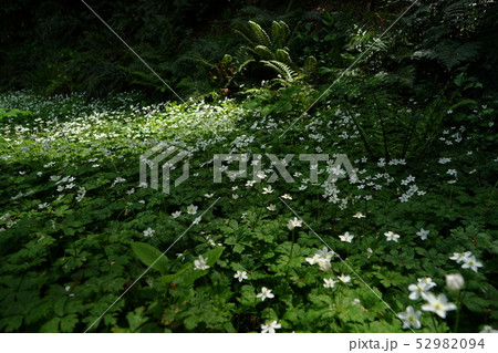 4月 板橋40ニリンソウ自生地・群生地・赤塚公園 4月 板橋40ニリンソウ自生地・群生地・赤塚公園 52982094