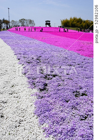 4月 市貝町20芝桜の花畑・芝ざくら公園 4月 市貝町20芝桜の花畑・芝ざくら公園 52982106