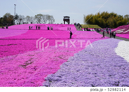 4月　市貝町13芝桜の花畑･芝ざくら公園 52982114