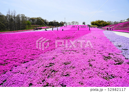 4月　市貝町10芝桜の花畑･芝ざくら公園 52982117