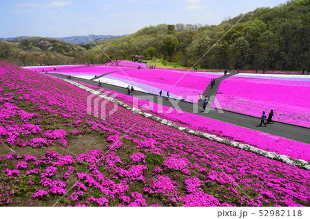 4月　市貝町09芝桜の花畑･芝ざくら公園 52982118