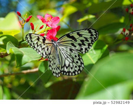 蝶々 52982149