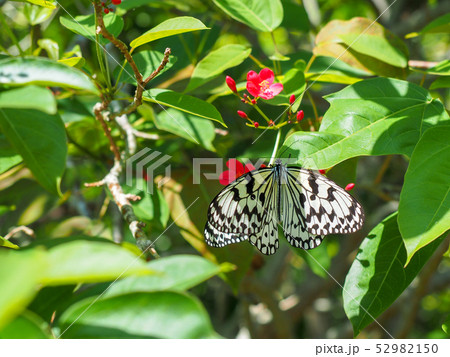蝶々 52982150