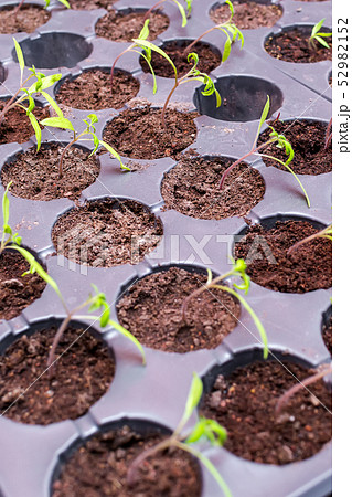 Seedling plants growing in germination plastic 52982152