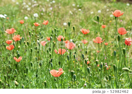 ナガミヒナゲシ ナガミヒナゲシ 52982462