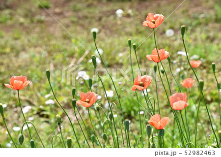 ナガミヒナゲシ 52982463