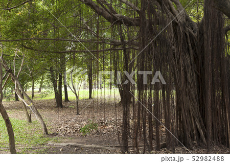 The roots of banyan or banyan trees in the garden. 52982488