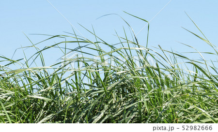 Grass on the dike Grass on the dike 52982666