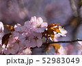 桜の花 52983049