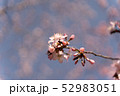 桜の花 52983051