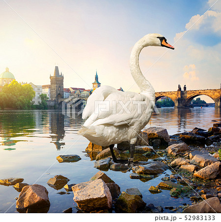 Swan on river Vltava Swan on river Vltava 52983133