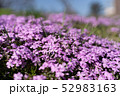 芝桜 52983163