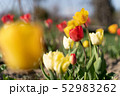 チューリップ 52983262