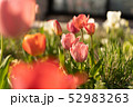 チューリップ 52983263