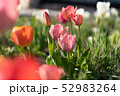 チューリップ 52983264