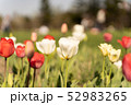 チューリップ 52983265