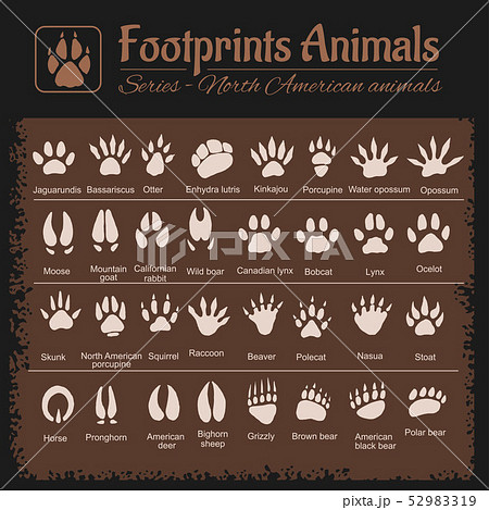 Animal Tracks - North American animals 52983319