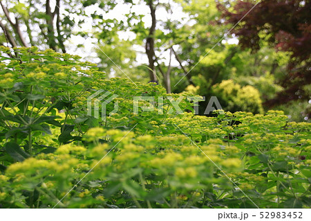 春の琵琶湖水生植物公園 52983452