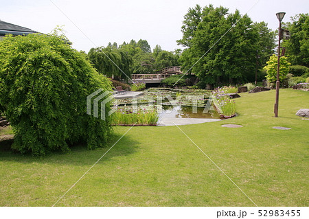 春の琵琶湖水生植物公園 春の琵琶湖水生植物公園 52983455