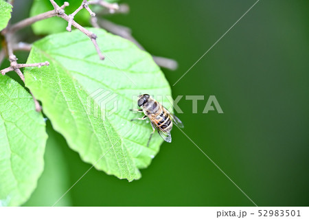 シマハナアブ 52983501