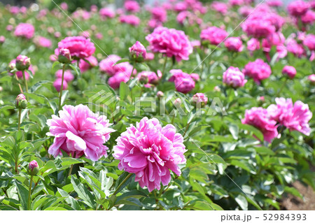 シャクヤク（芍薬） 52984393