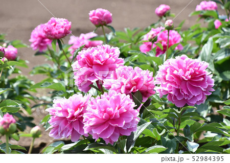 シャクヤク(芍薬) シャクヤク(芍薬) 52984395