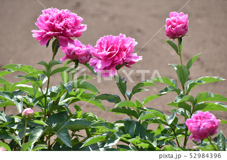 シャクヤク(芍薬) シャクヤク(芍薬) 52984396