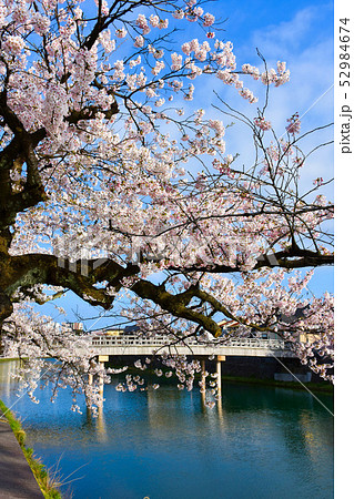 浅野川 主計町と中の橋　さくら 52984674