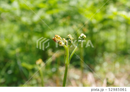 ワラビ採り 52985061