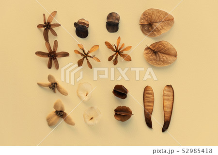 dry seeds brown like flower flat lay on paper dry seeds brown like flower flat lay on paper 52985418