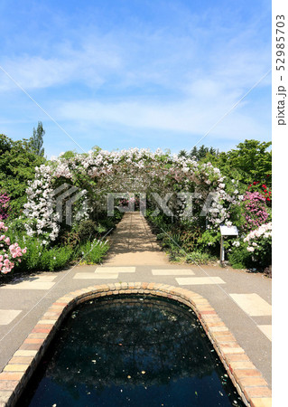 東武トレジャーガーデンのバラのアーチ。ポールズ・ヒマラヤン・ムスク・ランブラー（5月）群馬県館林市 52985703