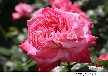 バラ(アルテス '75) バラ(アルテス '75) 52985866