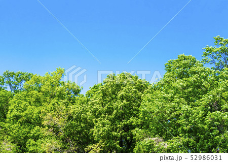 新緑と青空 52986031