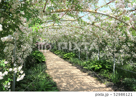 東武トレジャーガーデンのバラのアーチ ポールズ ヒマラヤン ムスク ランブラー 5月 群馬県館林市の写真素材